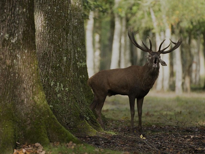 Sortie_Rando_Brame-du-Cerf_05- bureau des guides