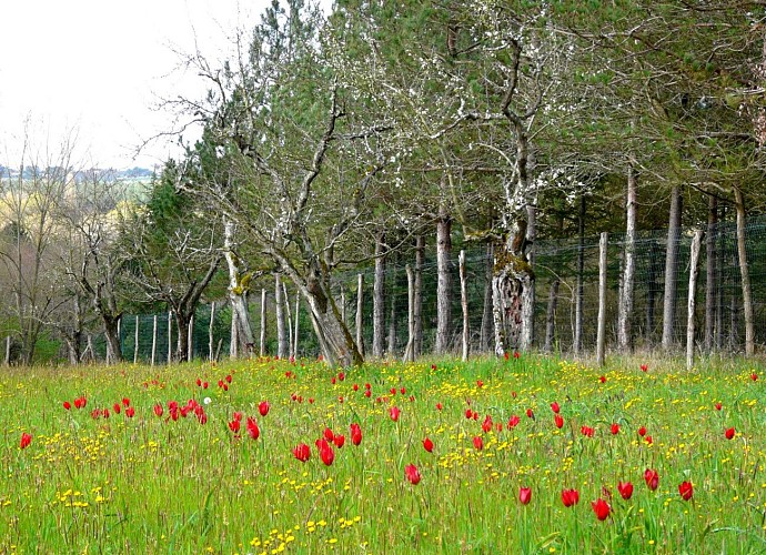 verger-villebramar_2016_F.Hervouet_CEN_2