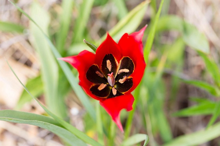 tulipa agenensis_2015_V.Gillet