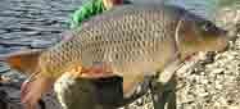 Lac de Faux la Montagne - Carpe de nuit_1