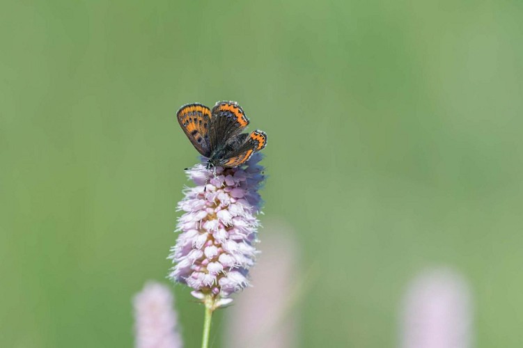 Réserve Naturelle des Sagnes de la Godivelle