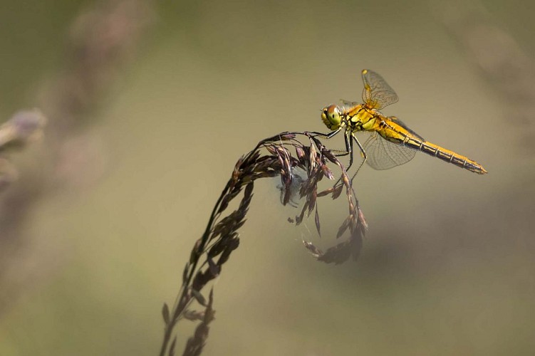 Réserve Naturelle des Sagnes de la Godivelle