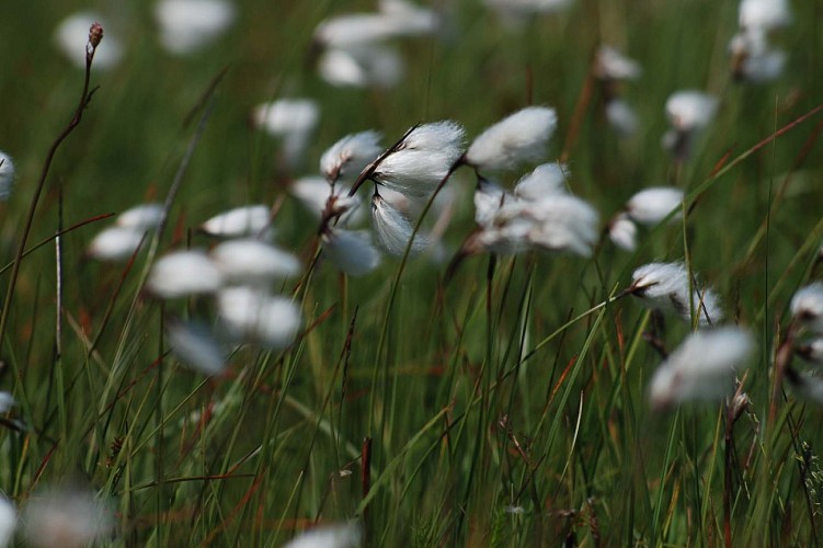 Réserve Naturelle des Sagnes de la Godivelle