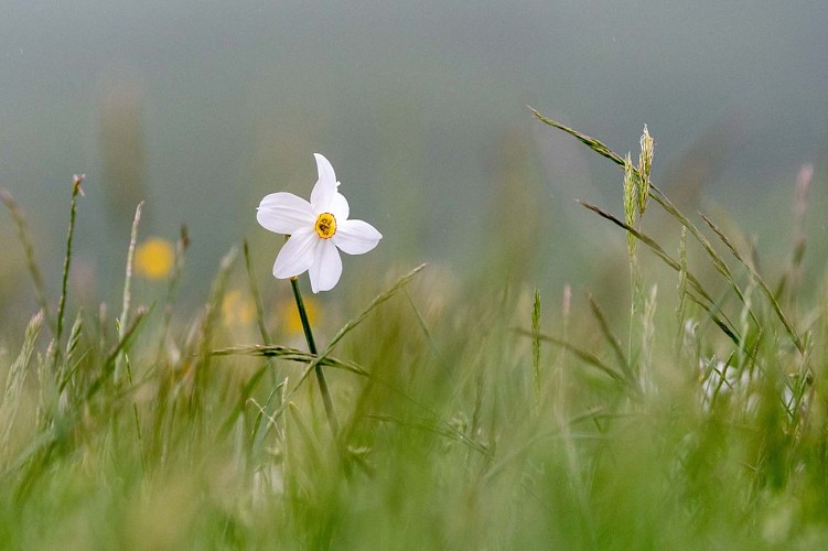 Réserve Naturelle des Sagnes de la Godivelle