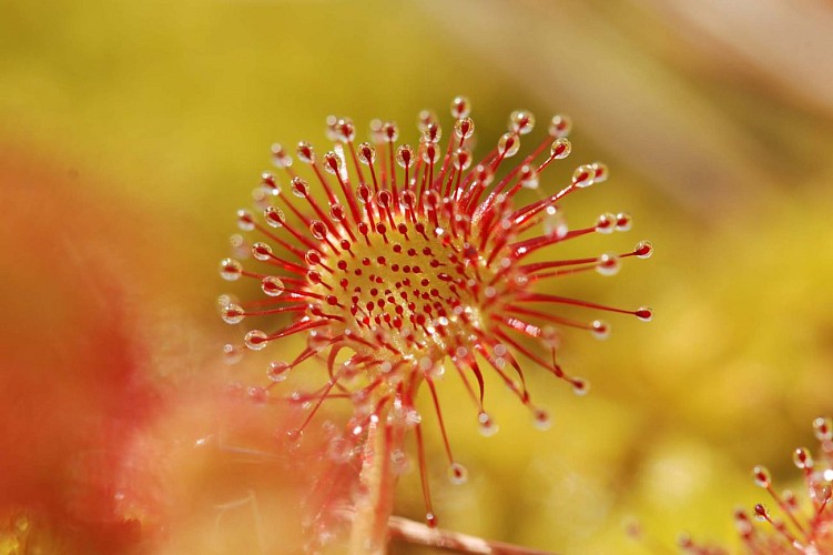 Réserve Naturelle des Sagnes de la Godivelle