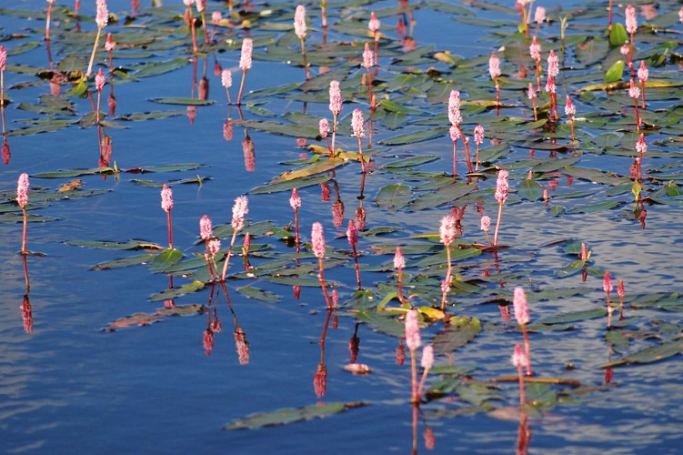 Réserve Naturelle des Sagnes de la Godivelle