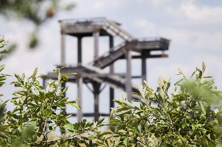 Forêt du Bourgailh©S Monserant(2)