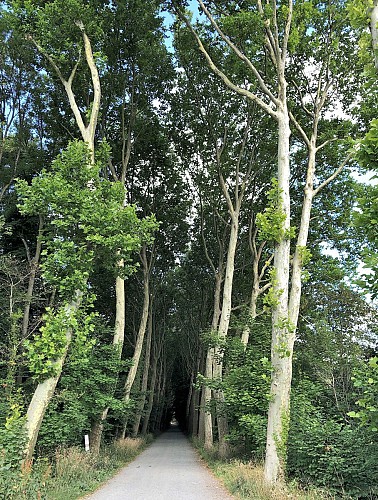 Drève de Laurensart - Majestueuse allée