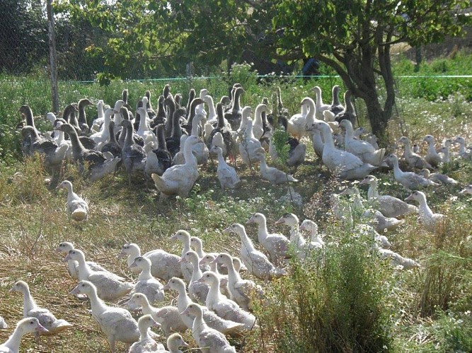 LES VOLAILLES DU CHESNOT