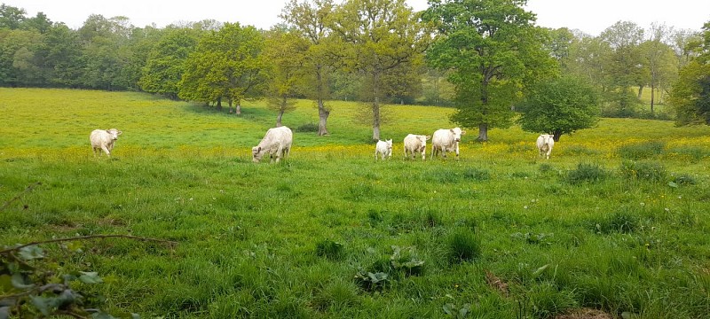 Gite Mobil home à Les Chapelles
