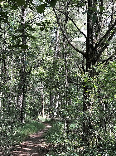 Sentier forestier