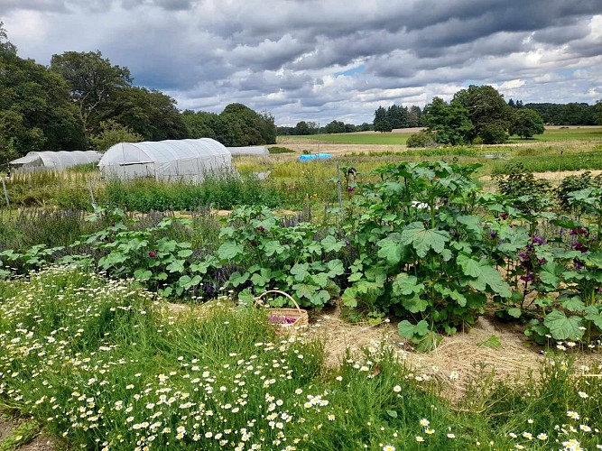 Ferme-Pensee-Sauvage-StBrice (1)