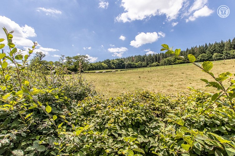 Pinot Noir - Demeure les Arbillons