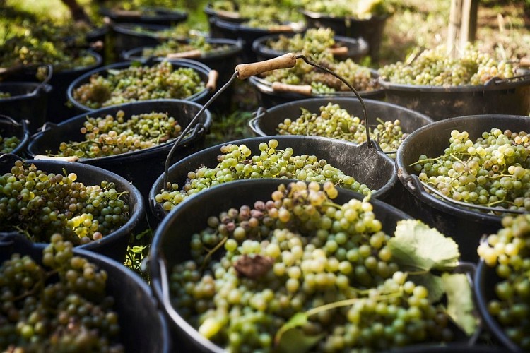 La Vinothèque - Jurançon - le raisin