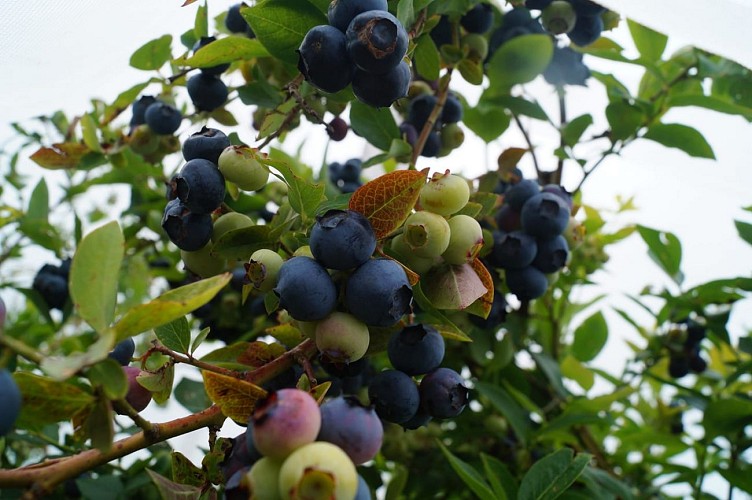 Myrtilles and Creuse