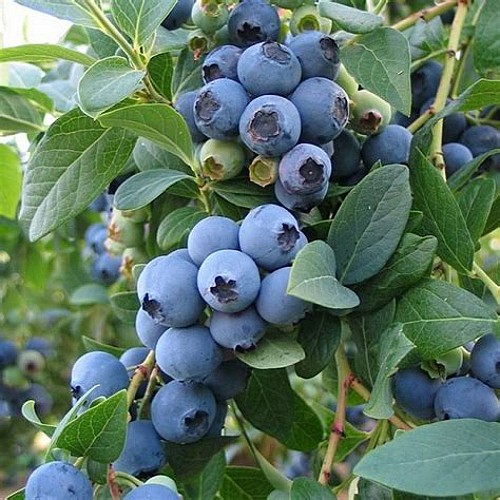 Le Verger du Mas (copie)