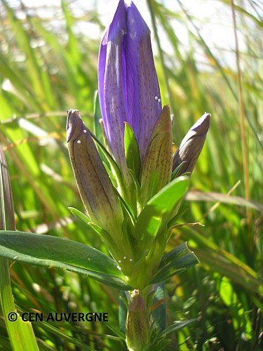 Le marais du Cassan et de Prentegarde