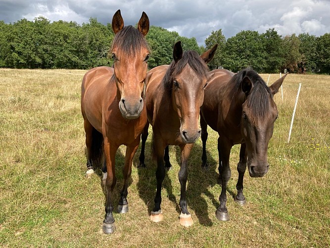 Centre équestre le Haras du Plessis