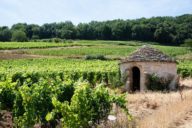 Vignoble et cadole Saules