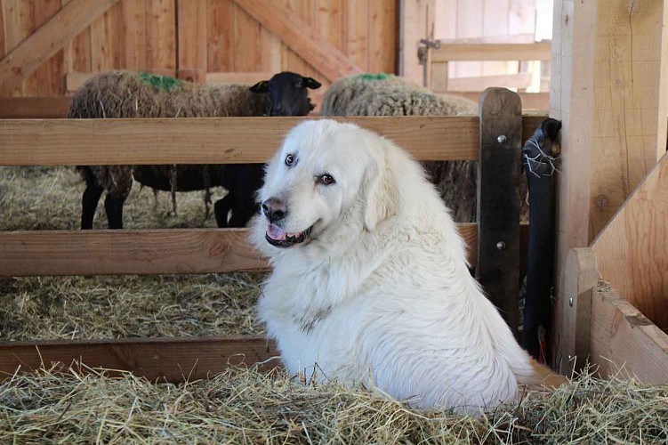 Le patou de la Ferme de Soubille