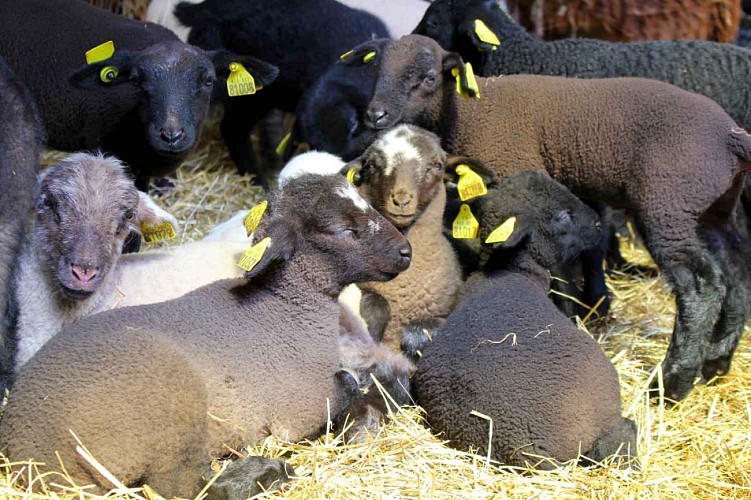 Les agneaux de la Ferme de Soubille