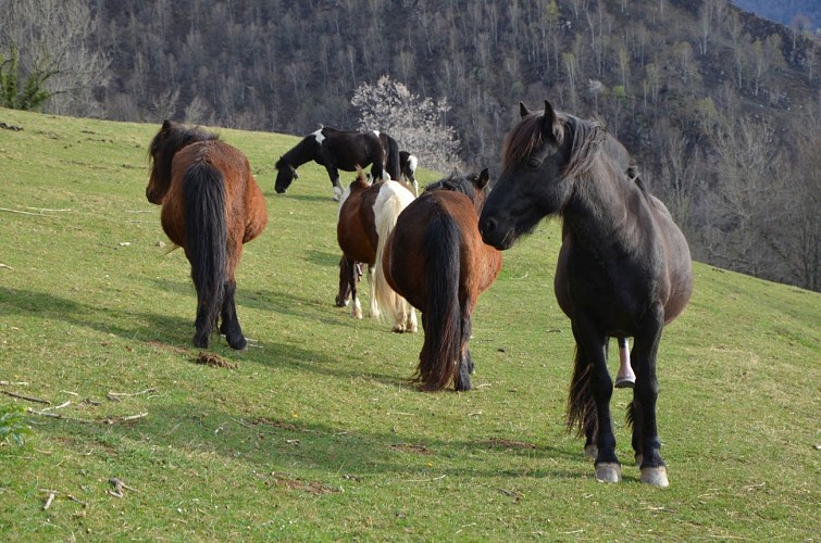 Les pottoks de la Ferme de Soubille