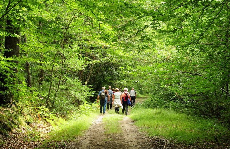 La Forêt domaniale de Loches