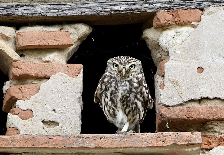 Observatoire faune et flore du Confluent Damazan - Chouette cheveche