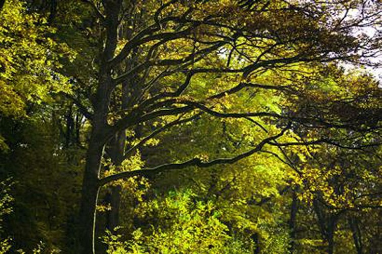 Charlois Groupe-Murlin