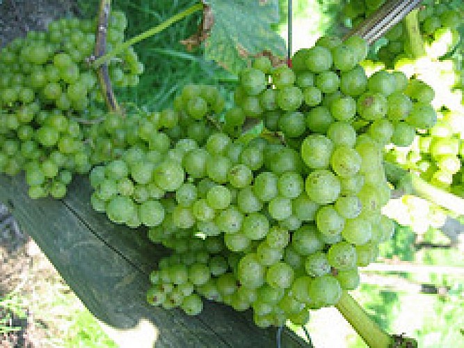 Domaine de Mellemont