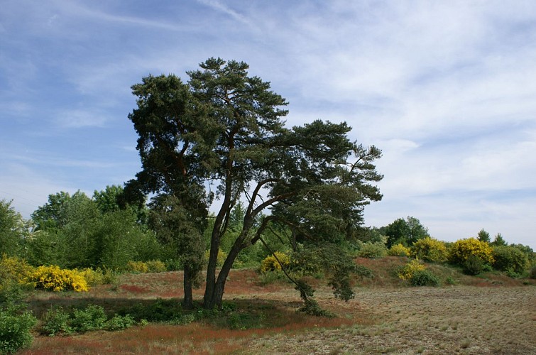 Sand dunes of "Les Charmes"