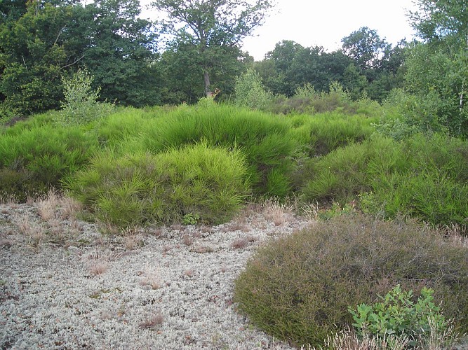 Sand dunes of "Les Charmes"