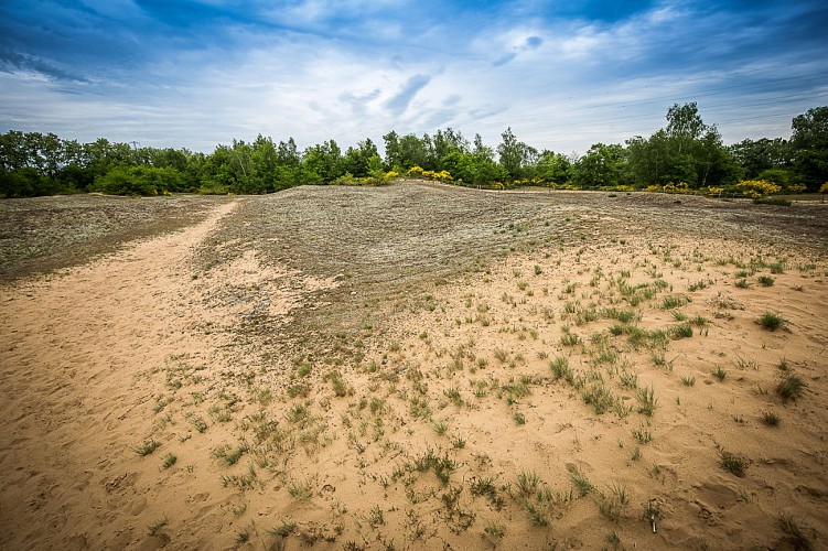 Site naturel des dunes des Charmes, ENS de l'Ain