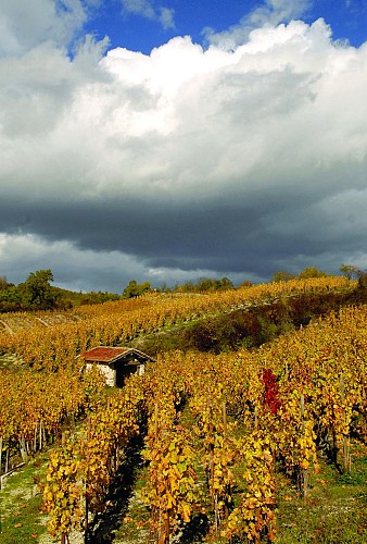 Cave Olivier Dumaine - Domaine de la Croix du Verre