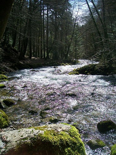 Sources de l'Allondon