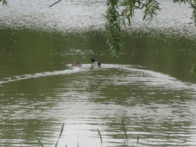 Etang de l'Aubépin et son parcours de santé