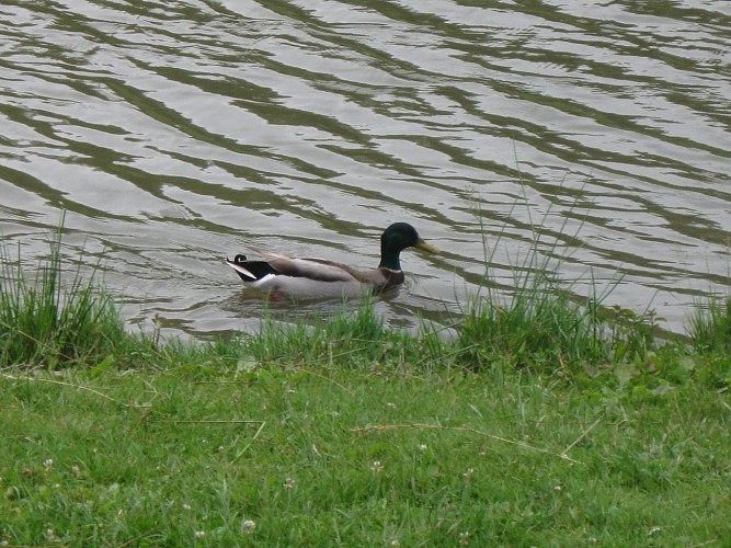 Etang de l'Aubépin et son parcours de santé