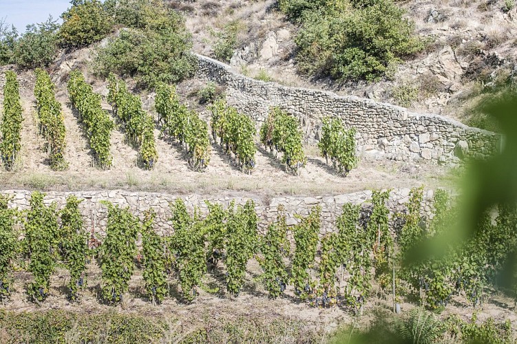 Domaine Laurent Fayolle