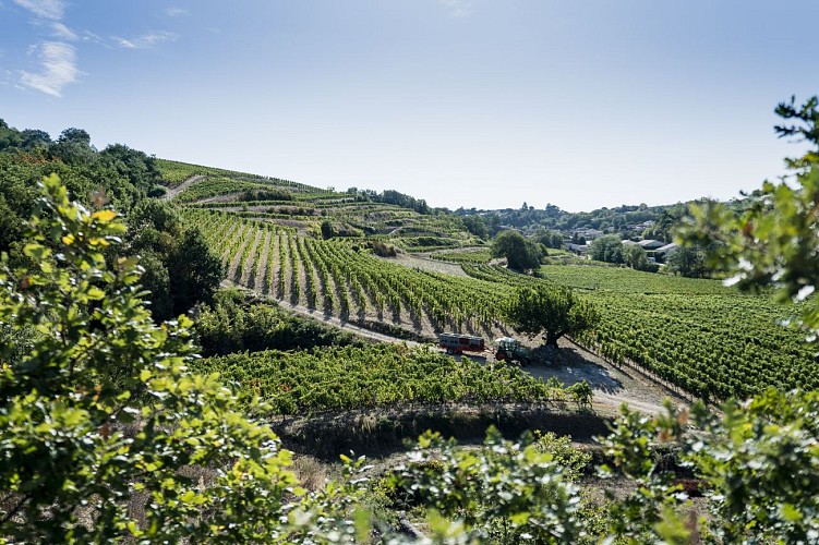 Domaine Fayolle Fils et Fille