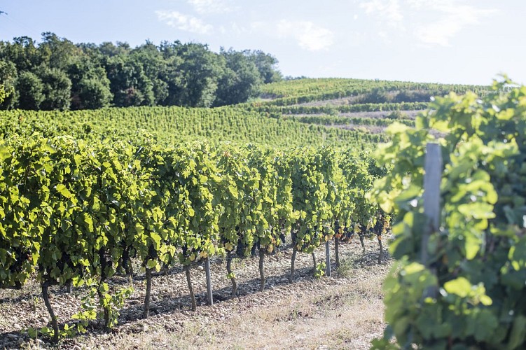 Domaine Fayolle Fils et Fille