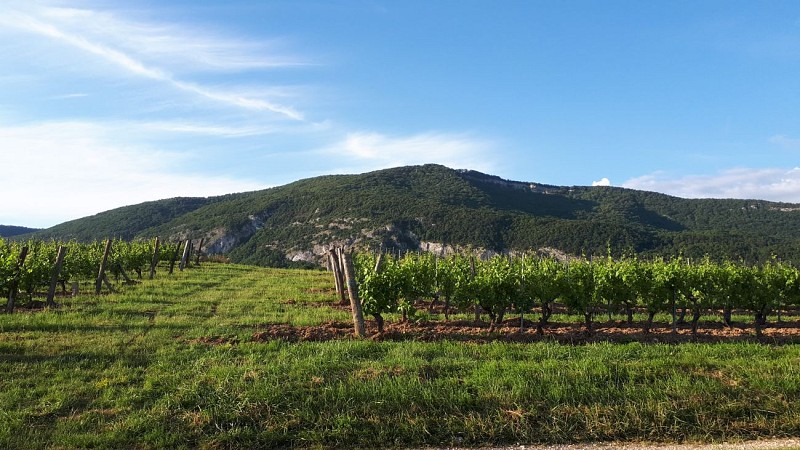 Domaine Trichon