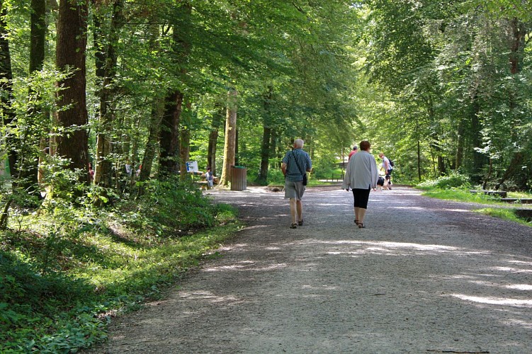 Forêt  domaniale de Seillon, ENS de l'Ain