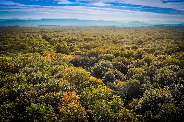 Forêt  domaniale de Seillon, ENS de l'Ain