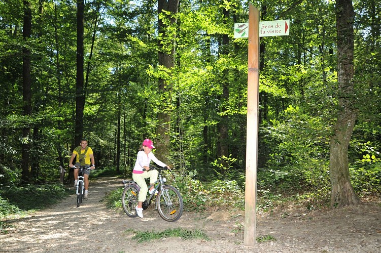 Forêt  domaniale de Seillon, ENS de l'Ain