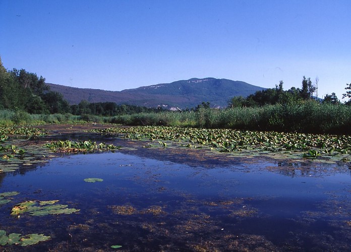 Méandre du Saugey, Réserve Naturelle Nationale du Haut Rhône Français