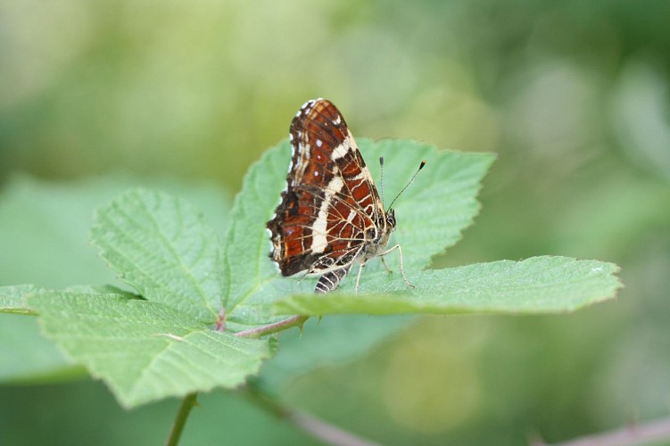 Méandre du Saugey, Réserve Naturelle Nationale du Haut Rhône Français