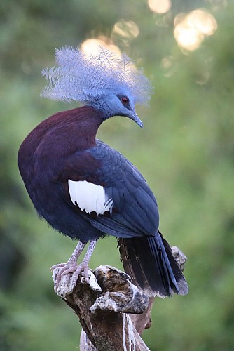 Parc des Oiseaux