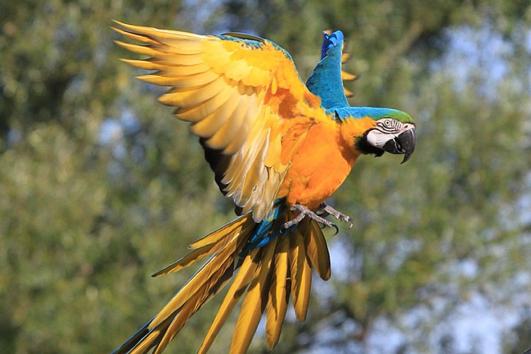 Parc des Oiseaux