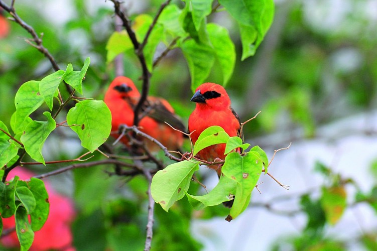 Parc des Oiseaux