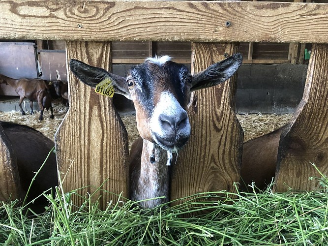 La ferme de l'Amélie